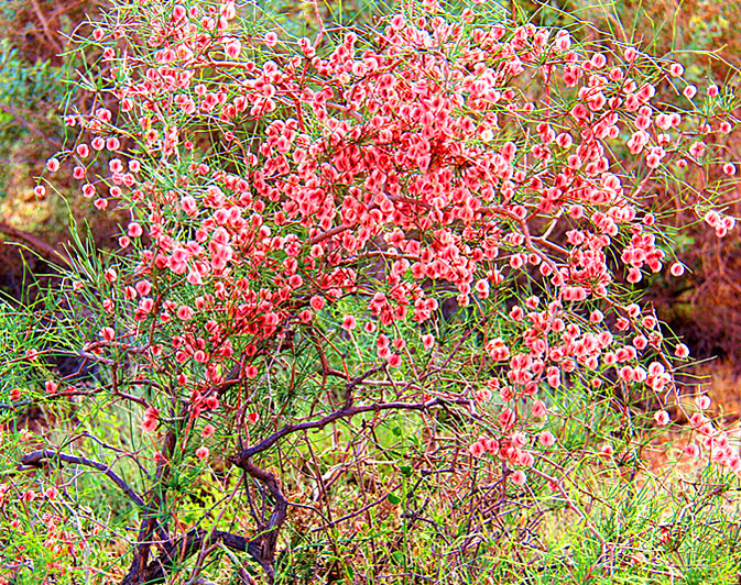 有几种特殊的水果你见过几个,这些精品水果你吃过几种
