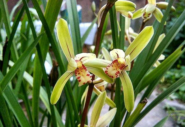 兰花如何预防虫害,兰花红蜘蛛虫害图片及防治