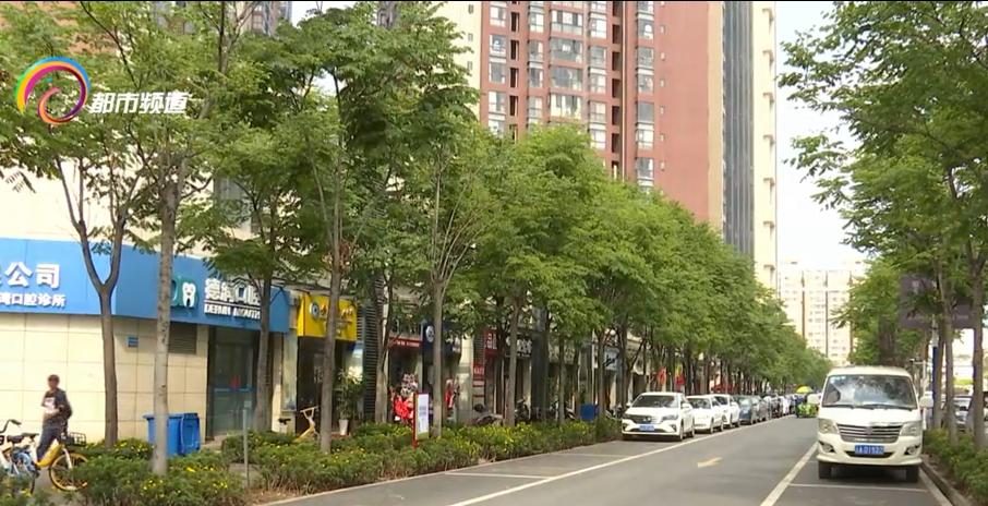 瘆人！红旗路行道树现虫患