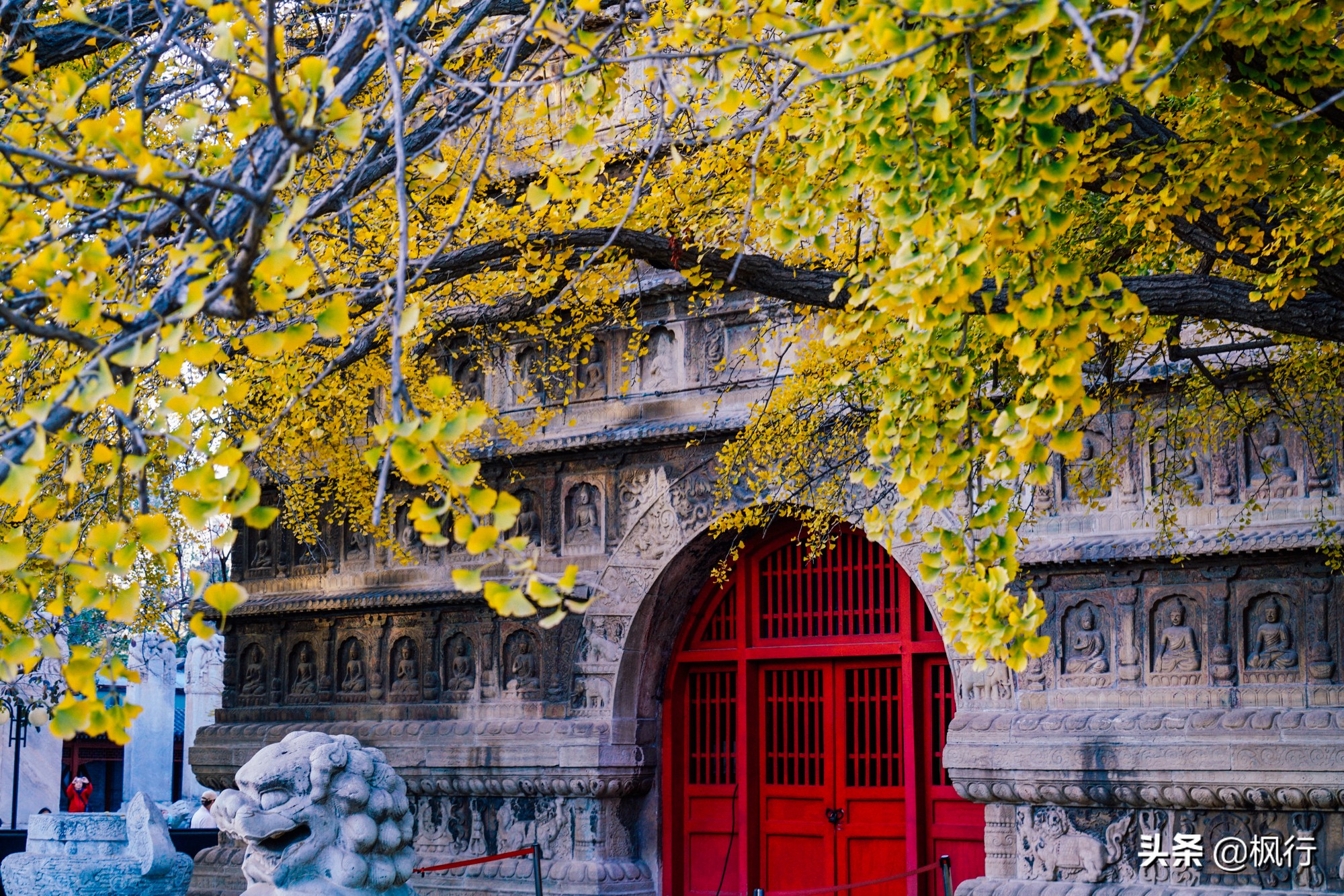 北京18个看银杏的好地方在哪,北京八大处看银杏攻略
