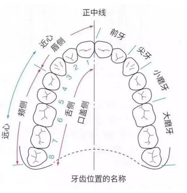 狗狗牙齿构造图解,骡子牙齿构造图