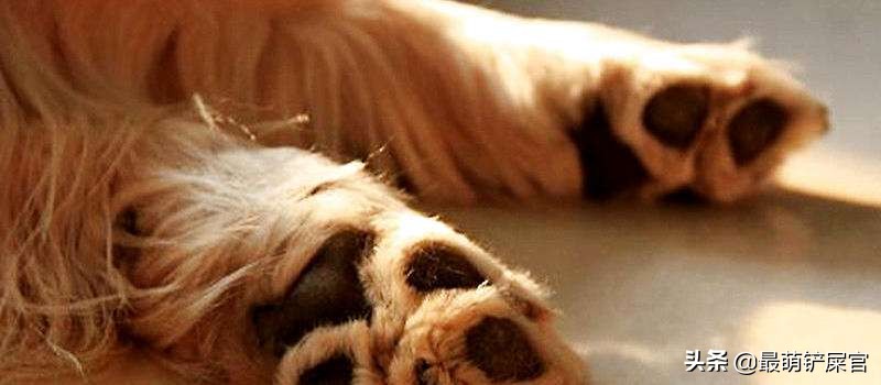 狗狗喜欢咬爪怎么纠正,狗狗用爪子刨地是什么意思