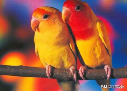 如何养好宠物鹦鹉视频讲解,萌宠造型鹦鹉怎么养