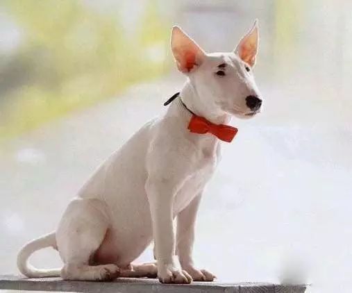 45只名犬排行,45种名犬您都认识吗