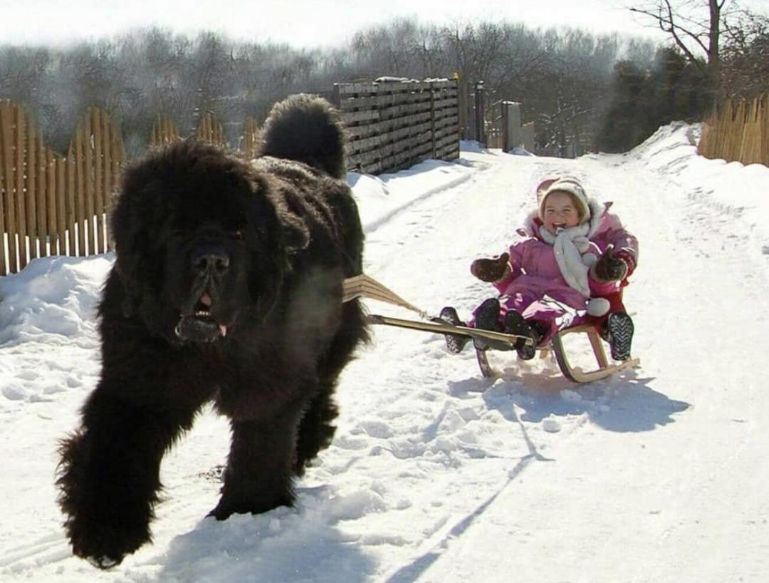 萌犬犬种,萌犬二十种名称