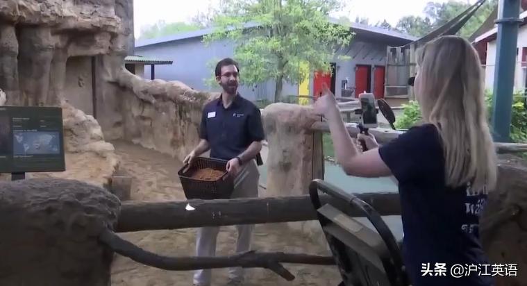 外国疫情下的大熊猫,英国大熊猫被送回中国