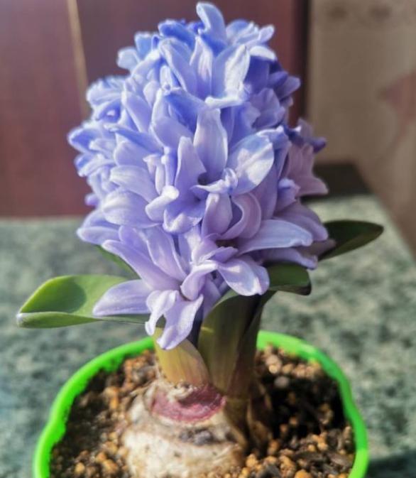 开完花的风信子,开过花的风信子种球还能用吗