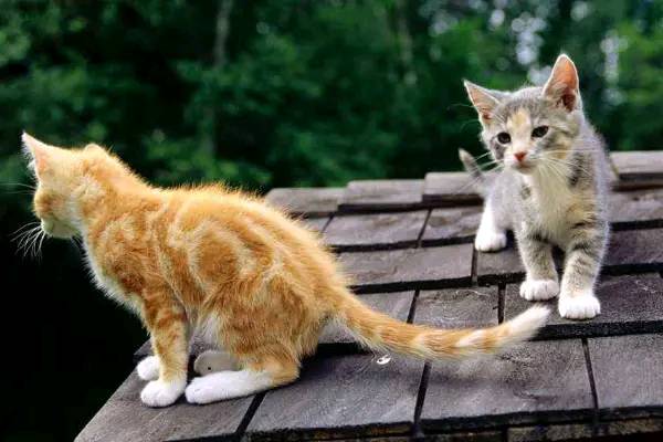 为何母猫在交配过程中撕心裂肺？不是不配合，看完令人心疼！