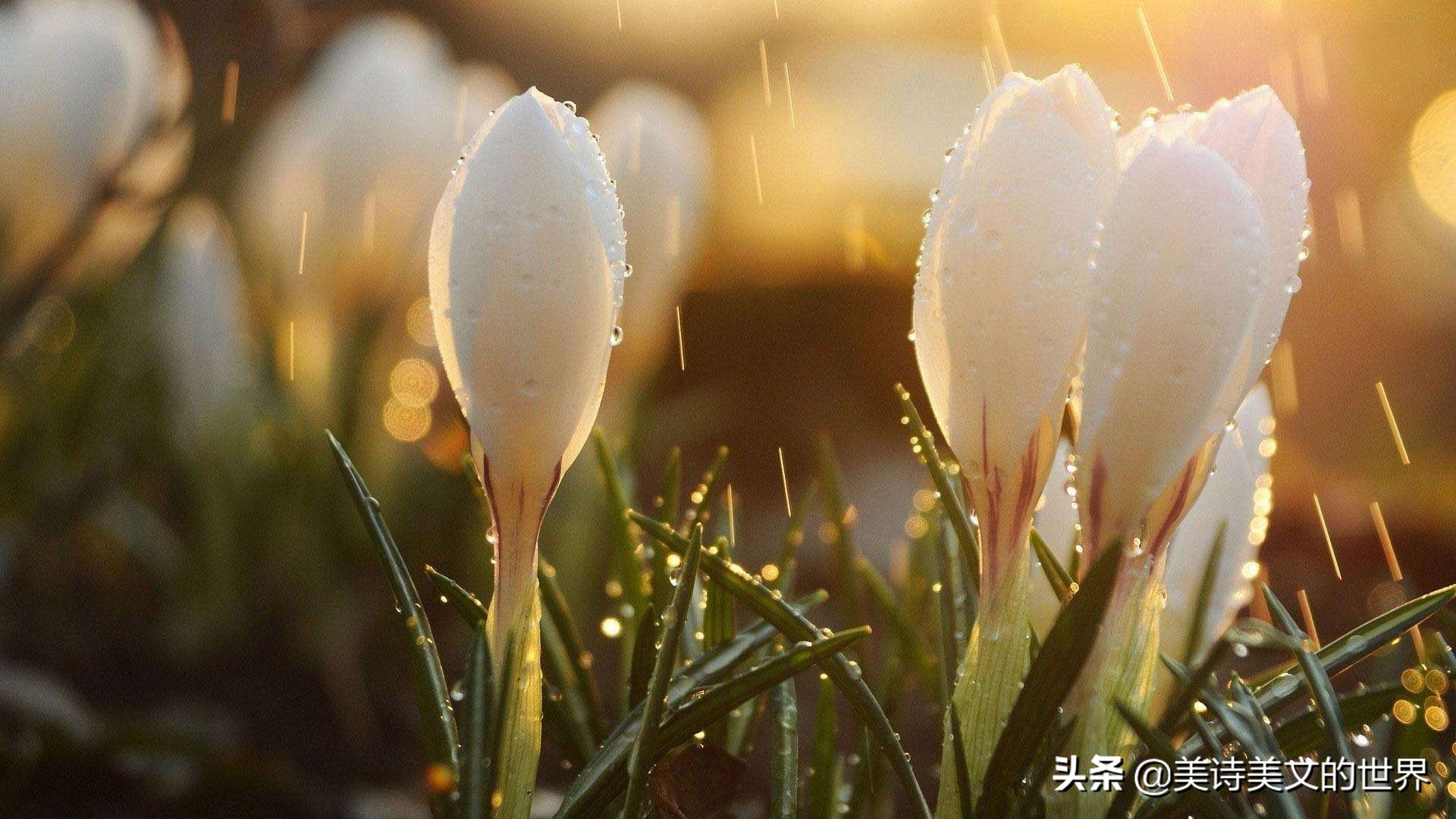 曾被严重忽视的宋词,原创一首被严重低估的宋词