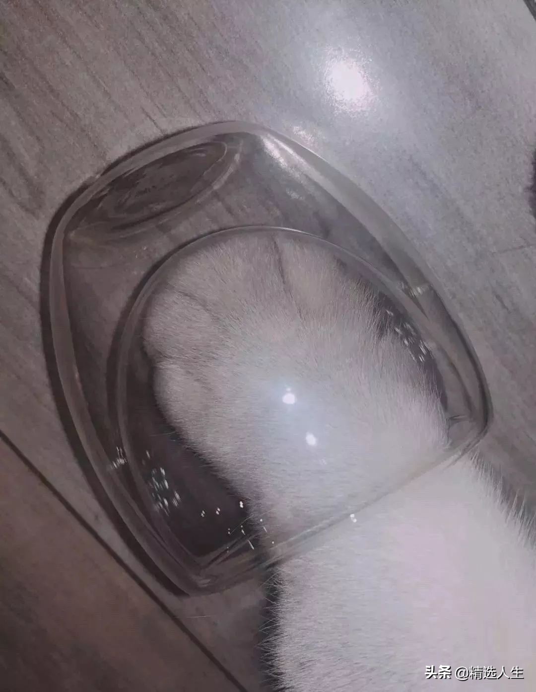 猫爪杯售价被炒高,猫爪杯为什么这么便宜