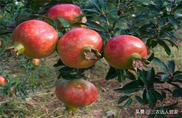 危害石榴的害虫,石榴景观树害虫有哪些