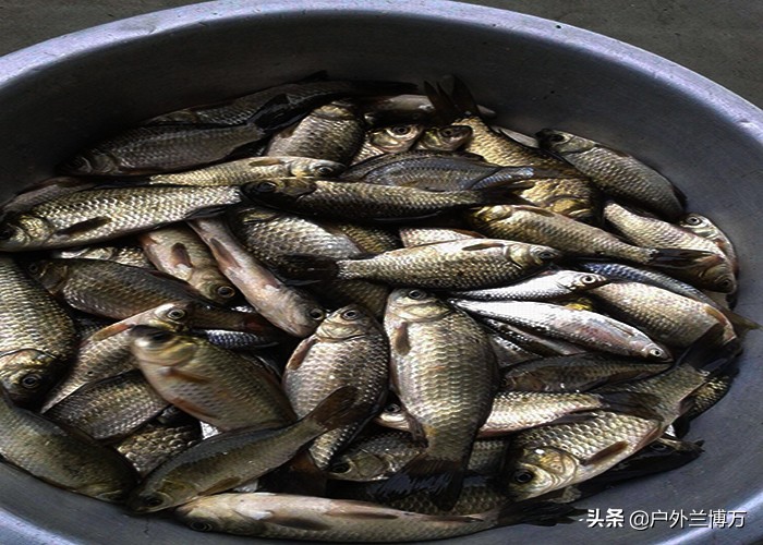 急速聚鱼窝料配方,聚鱼快留鱼久的窝料配方