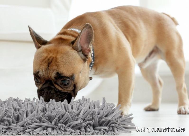 巨型贵宾犬到底有多聪明,巨型贵宾犬聪明吗