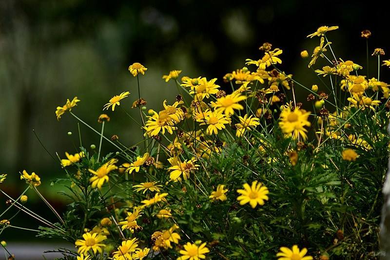 盘点世界各国国花你最喜欢哪种,盘点各国国花
