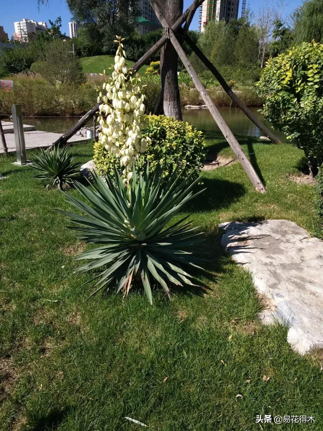 丝兰凤尾兰剑麻就是同一种植物吗,龙舌兰和剑兰的区别图片