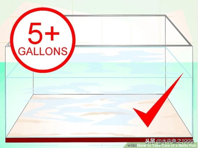 如何养好斗鱼泰国,泰国将军斗鱼饲养