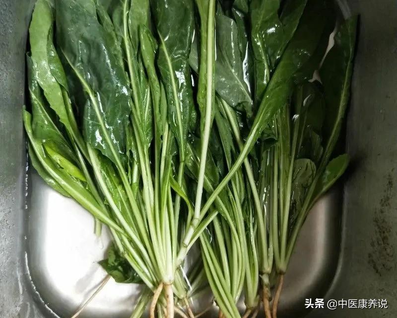 药食同源56课视频,板蓝根药食同源