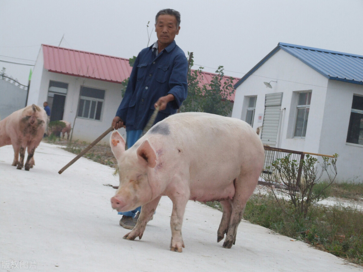 猪混圈如何避免打架,猪打架了该怎么办
