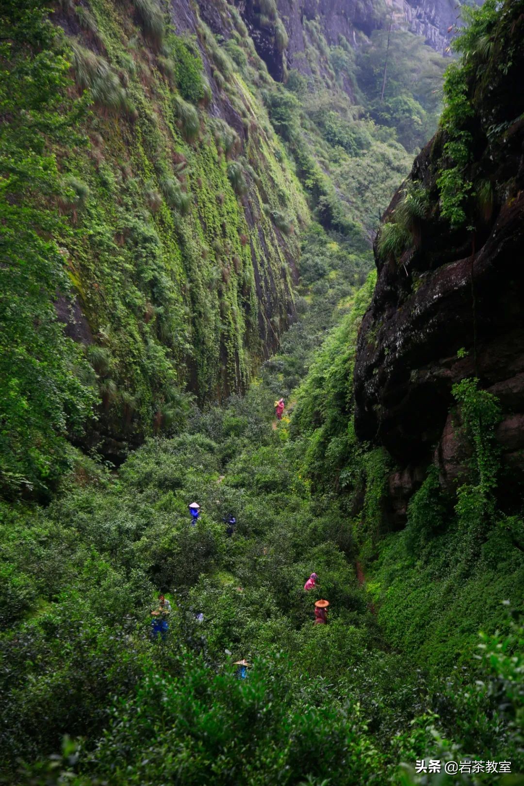曦瓜鬼洞铁罗汉新老包装区别,曦瓜内鬼洞铁罗汉品鉴