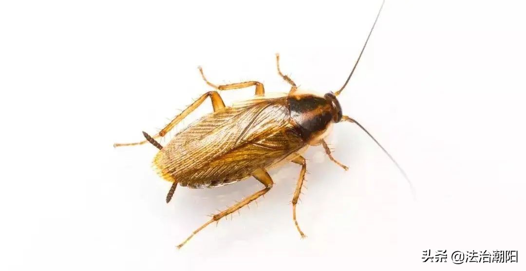 灭蟑螂最好的方法一招解决,蟑螂怎么灭杀最好方法