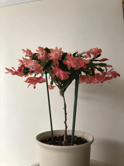 15种蟹爪兰品种介绍,蟹爪兰哪些品种好看