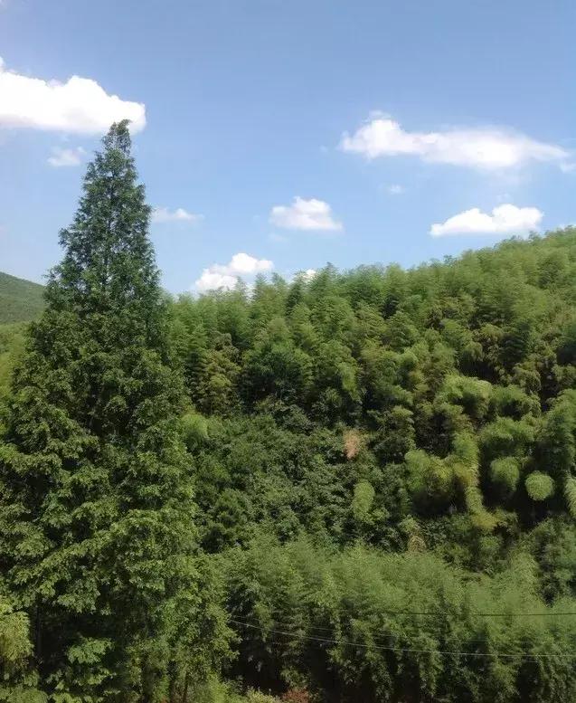 深山废弃的五星级酒店,一个被7万亩竹海包围的树屋酒店