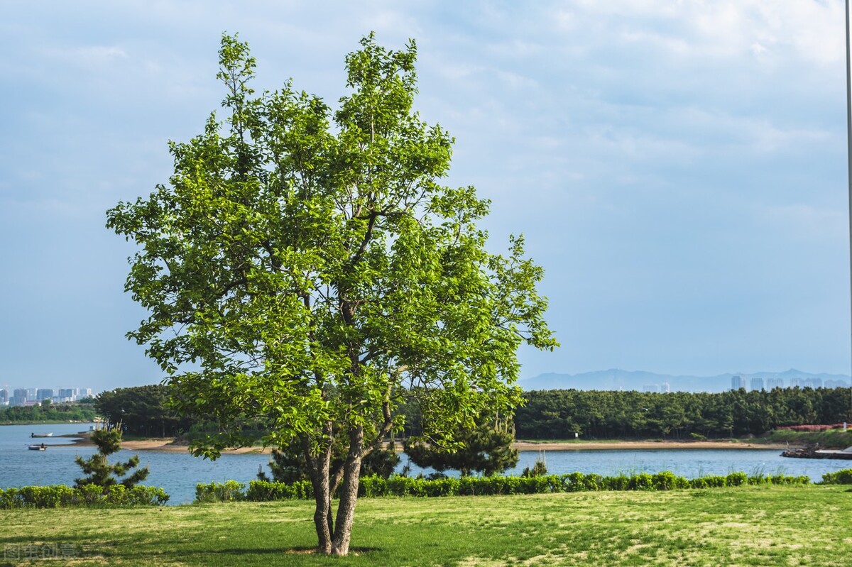 合理使用中成药,关于合理用药的基本要素