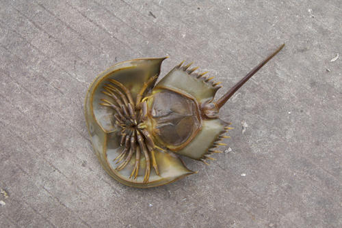 世界上哪种动物的血最贵,世界上最值钱的动物血