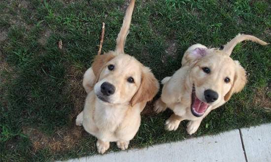 狗狗拉肚子怎么办解决办法在这里,宠物狗拉肚子拉稀的处理方法