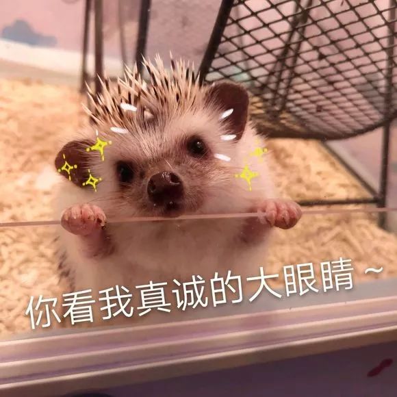 养刺猬太可爱了,养刺猬一周后的体验