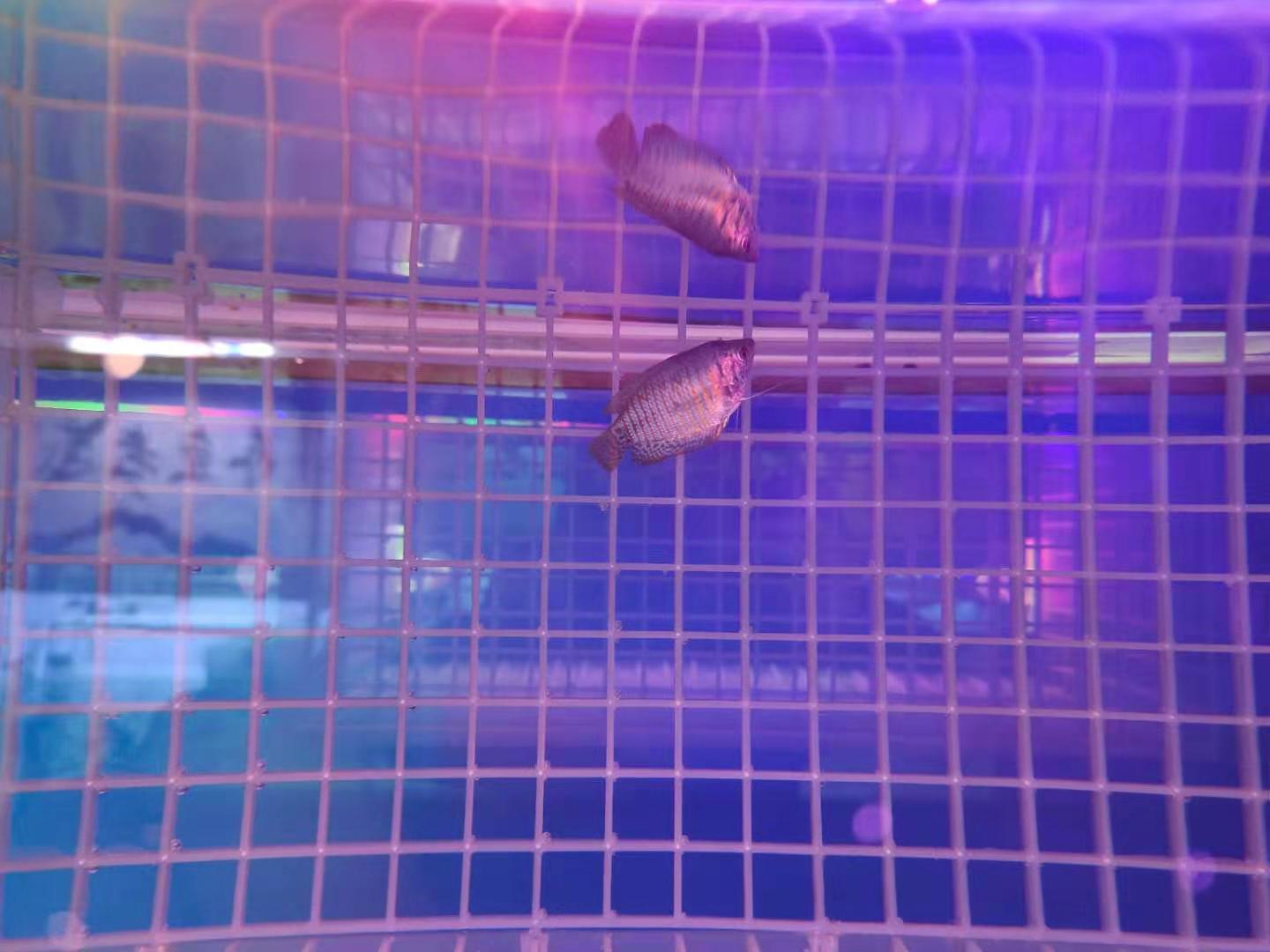 买观赏鱼全额退款,观赏鱼千万别乱买