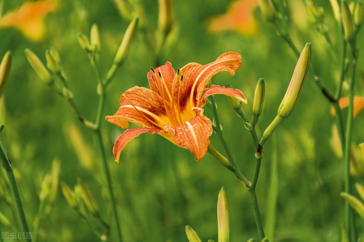 11种带花的菜,111种美食