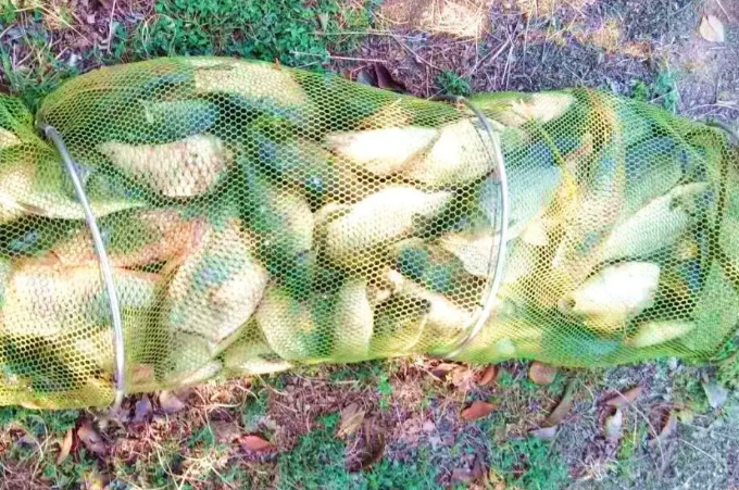 三十年了，这鲤鱼饵的“威力”依然不可小看！每年十月我只用它