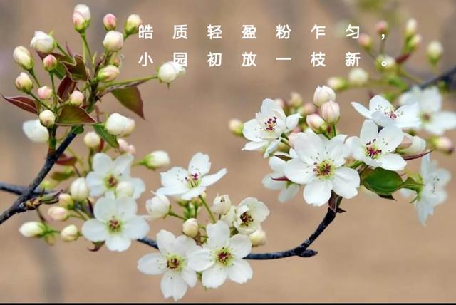 一枝梨花歌舞,一枝梨花诗词