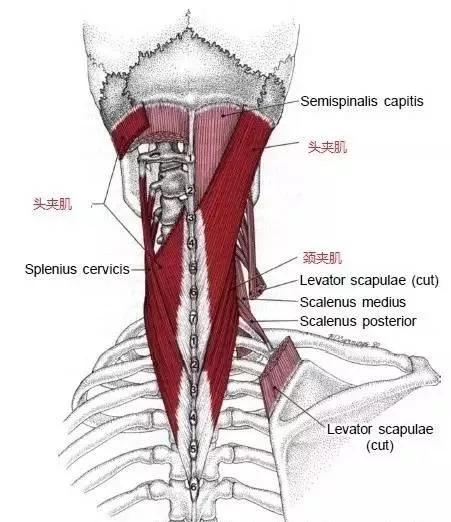 偏头痛的部位是哪里,偏头痛的原始痛点