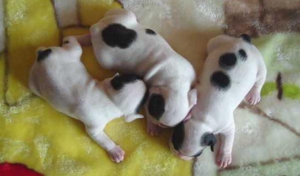 法国斗牛犬可以养多少只,法国斗牛犬的缺点看完你还想养吗