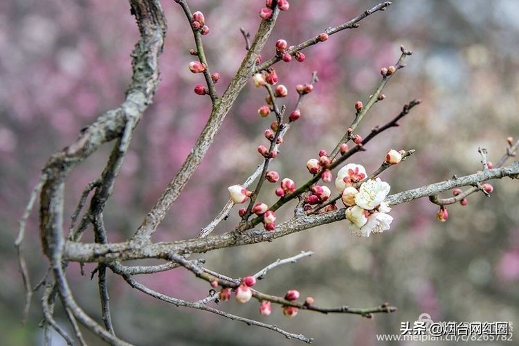 南京梅花山梅花开了吗,来南京梅花山赏梅花