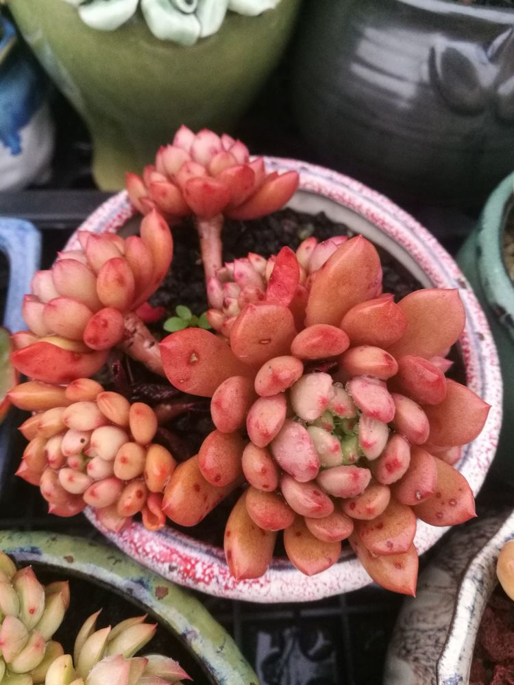 误打误撞的多肉情缘,带我走进多肉小世界!