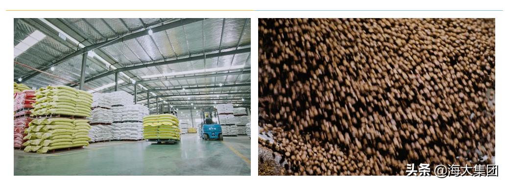 海大反刍饲料质量如何,海大对虾饲料质量怎么样