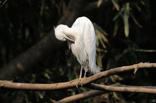 野生的鸟儿该怎么处理,鸟类如何躲避风雨