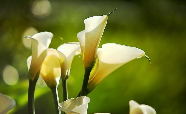 马蹄莲的养殖方法及注意事项,马蹄莲的养殖方法和注意事项详解