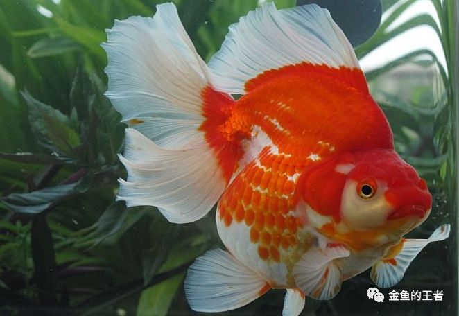 5*级A**金鱼如何评定？懂了这4条，你就是半个金鱼专家