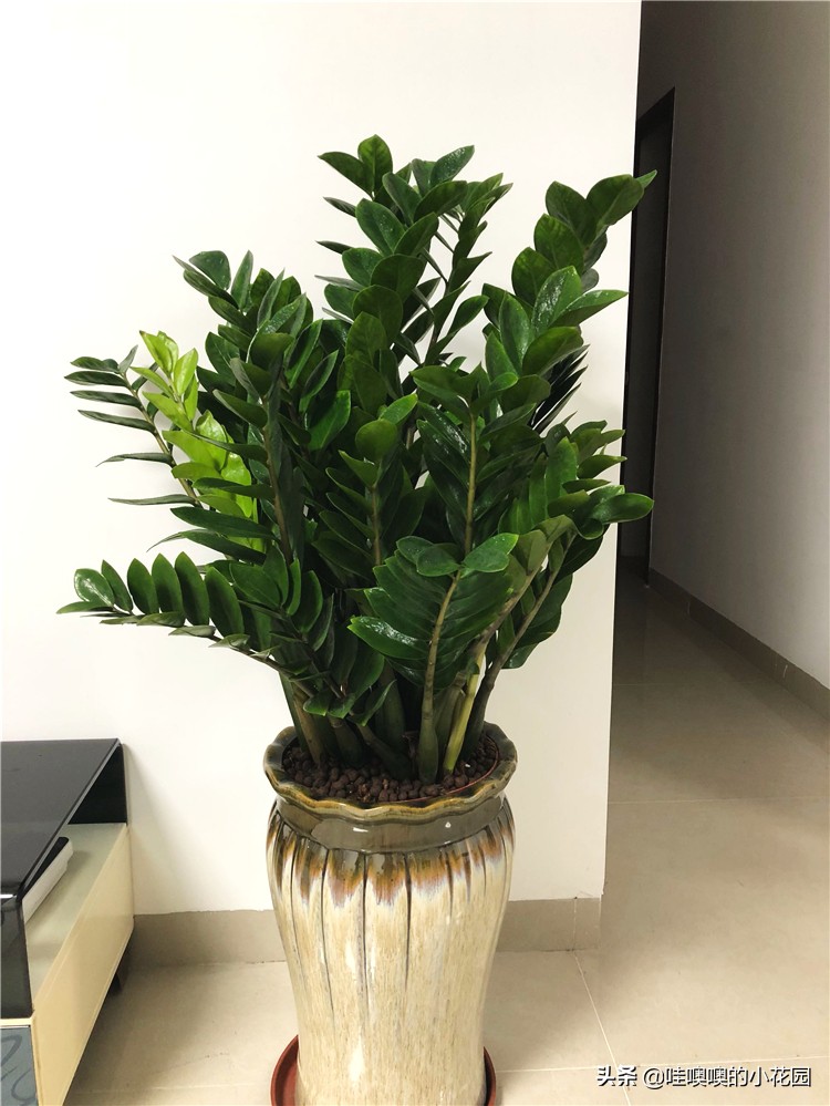 金钱树往下趴要怎么弄,金钱树倒伏