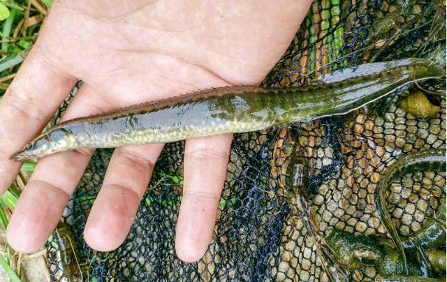 野生刺鳅能吃吗,中华刺鳅能吃吗