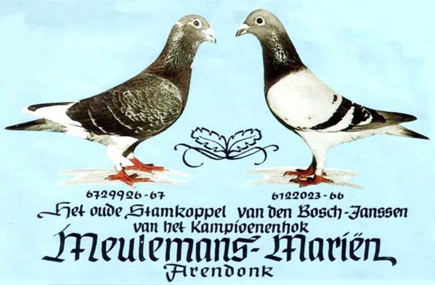 纯种鸽的鉴定方法,优秀种鸽怎样育种