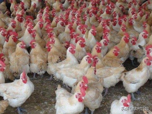 鸡相互之间啄毛是怎么回事,鸡啄毛怎么治最快最有效