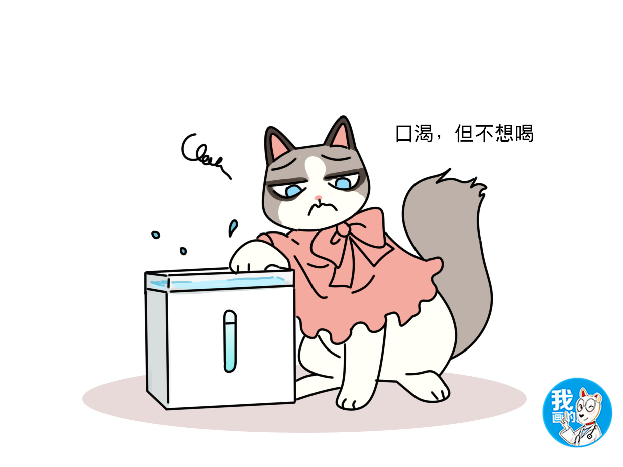 辟谣猫咪的六个谣言,猫咪得皮肤病的症状及治疗的方法