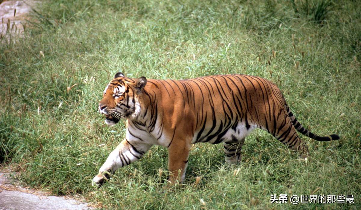 老虎一对一能打过狮子吗,老虎跟狮子打起来会怎么样