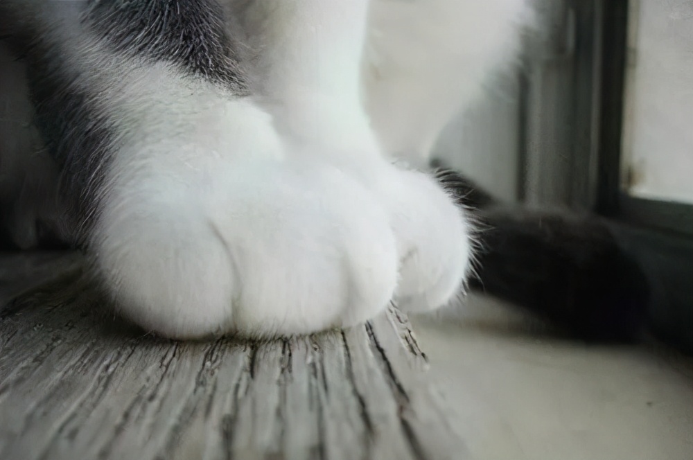 人宠共患病,弓形虫病是人畜共患病吗