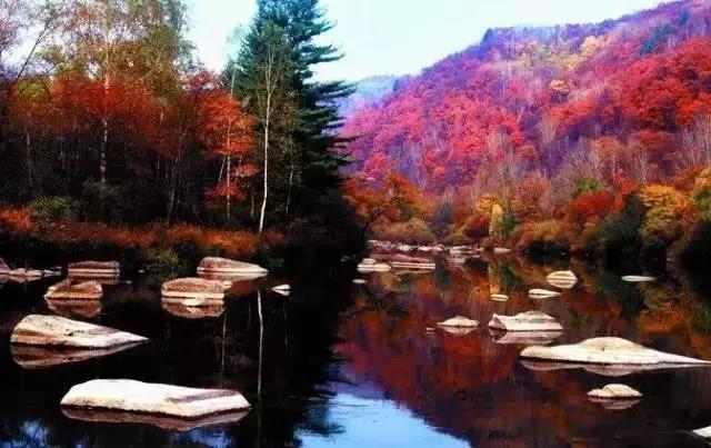 大连枫叶最佳观赏时间,大连枫叶红视频